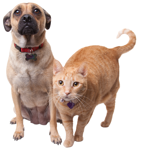 Beige dog and cat together