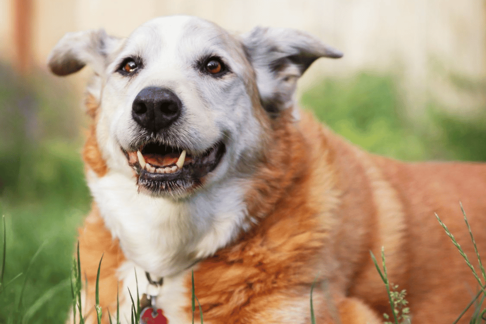 An old dog lying over grass