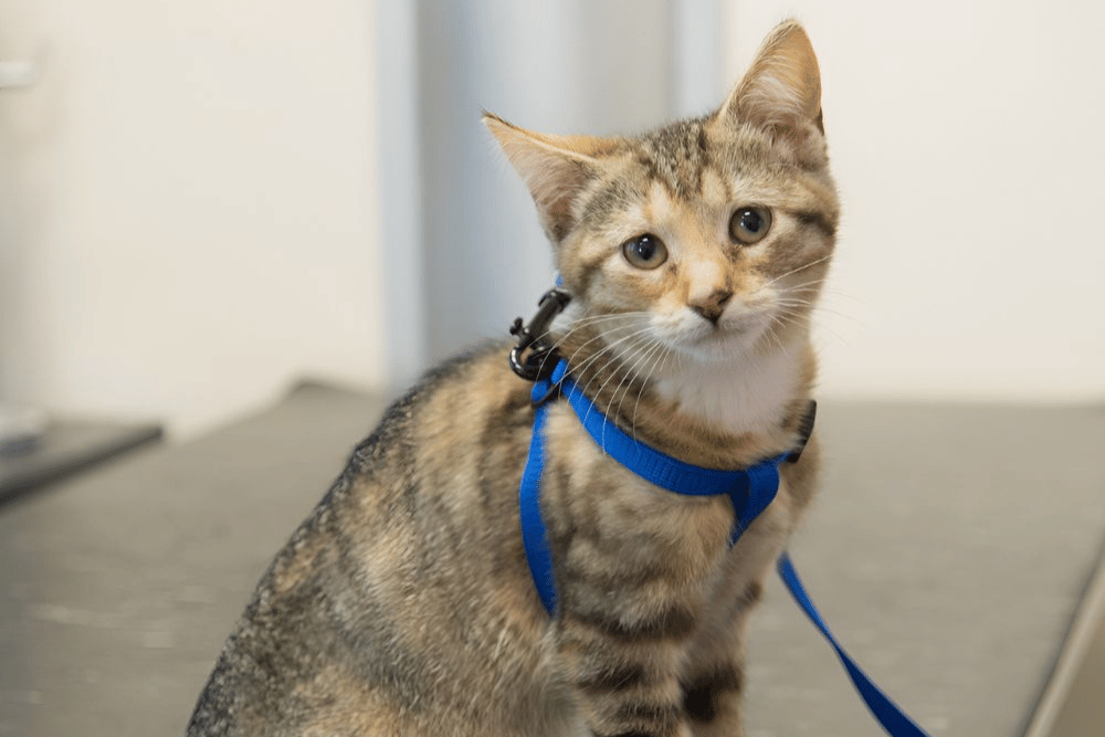 A grey-striped kitten sitting on a table