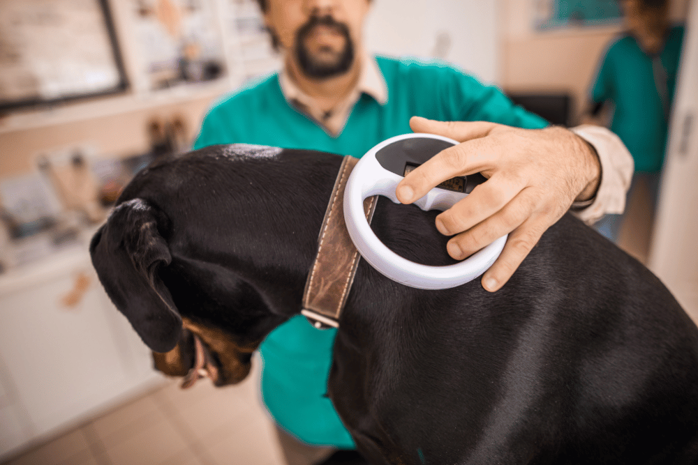 vet scanning microchip device of dog