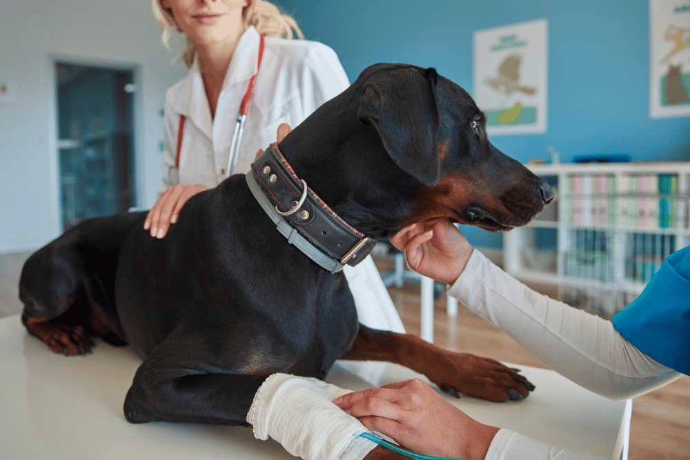 vet checking dog leg