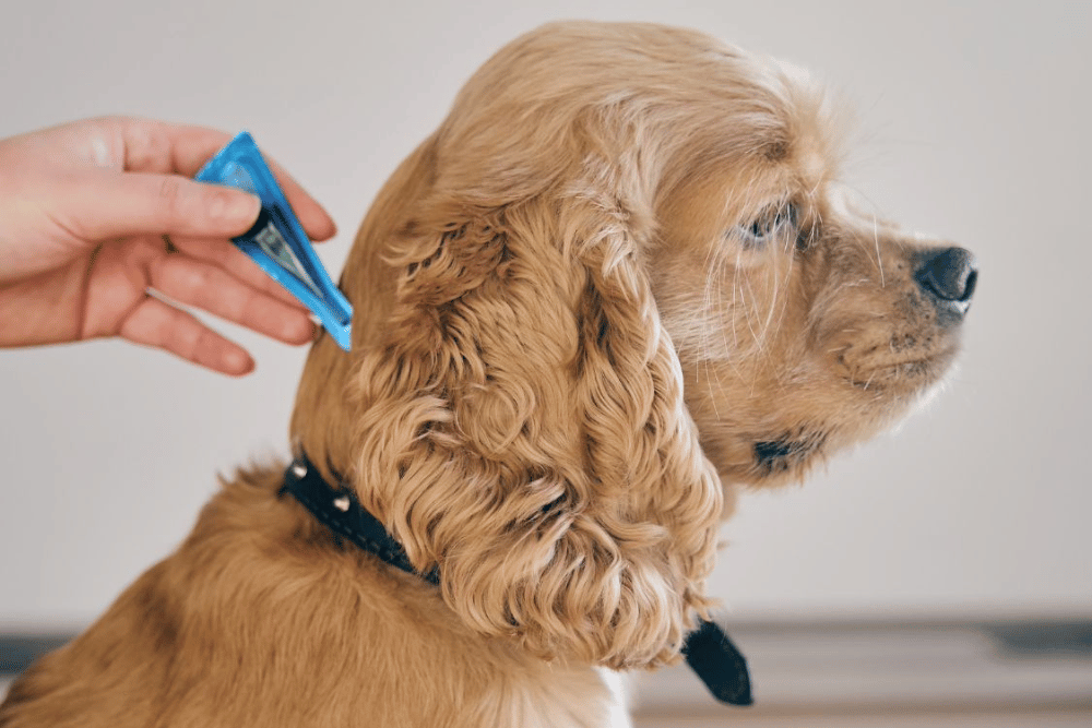 A person applying parasite prevention medicine on a dog