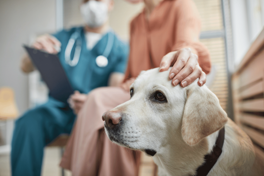 dog sitting in vet clinic